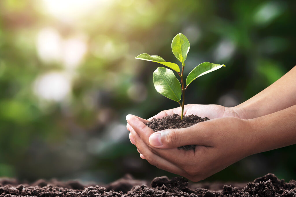 Hände halten Erde mit einem kleinen Baum darin in den Händen.